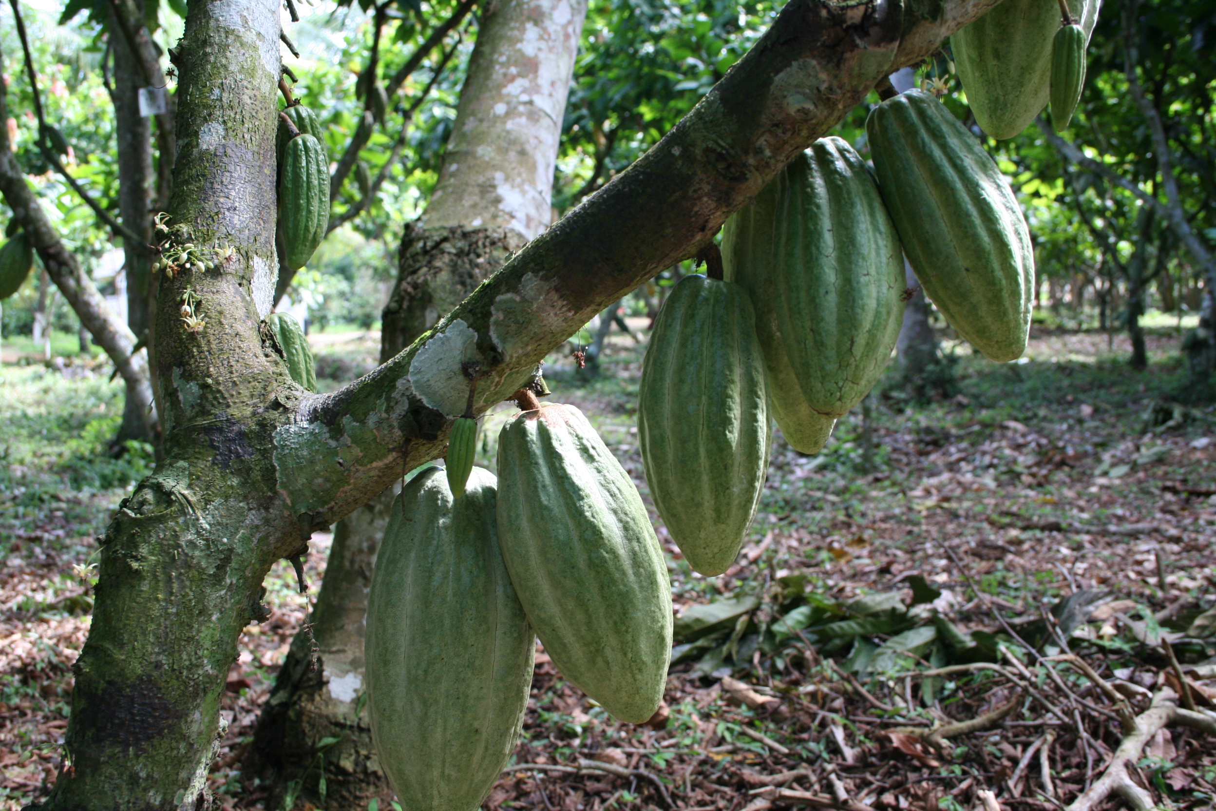 Amazonas Trading Peru SAC